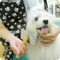 トリミングサロンの写真